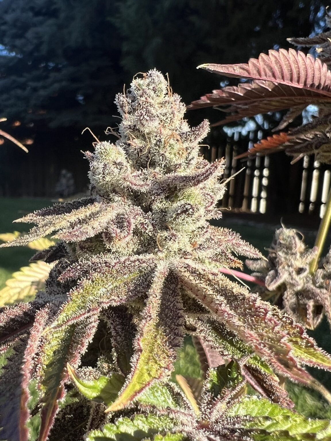 Tsunami Mami – Ice Cream Cake x Truffaloha #1