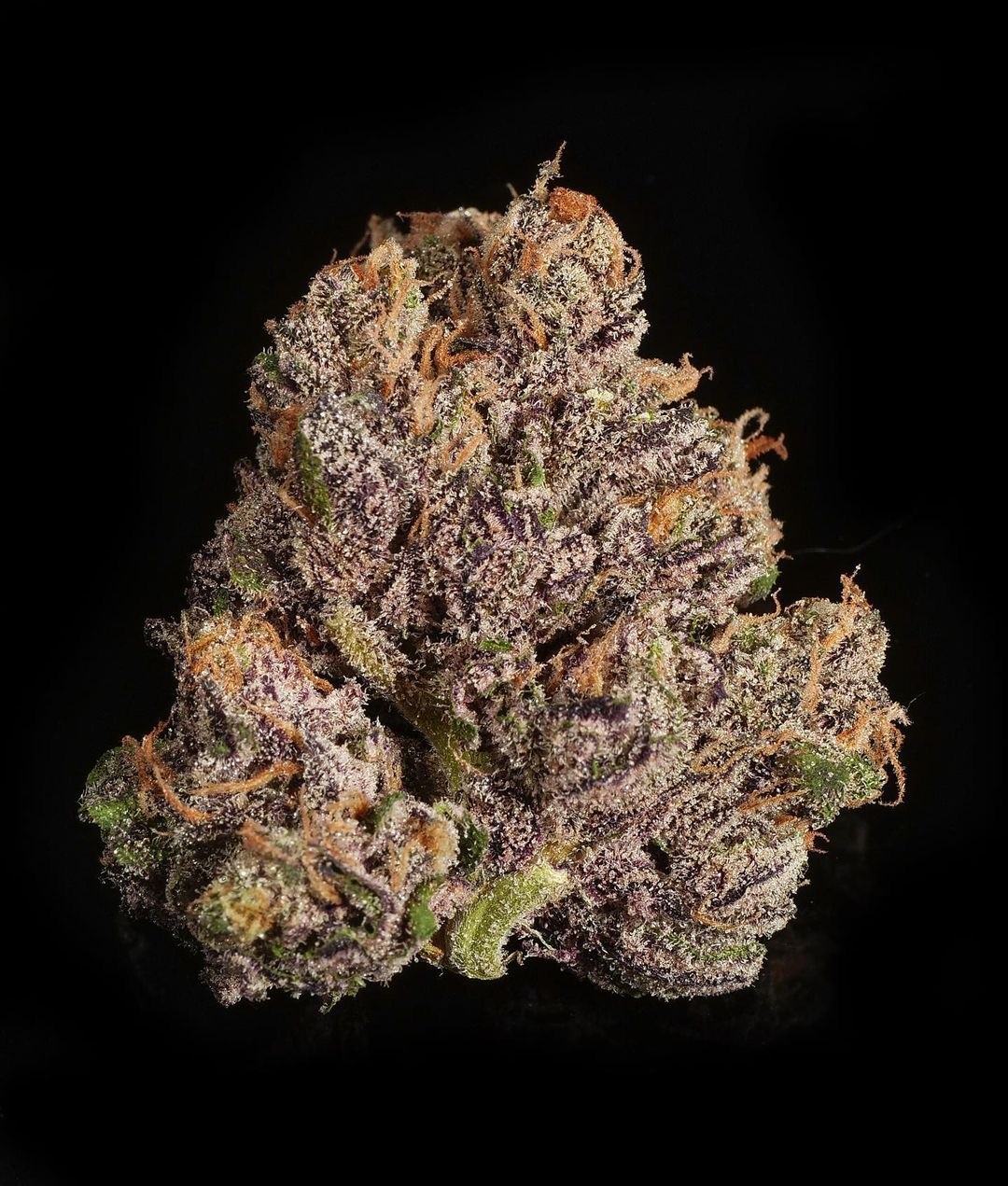 Twerpz – Runtz s1 x Meat Breath