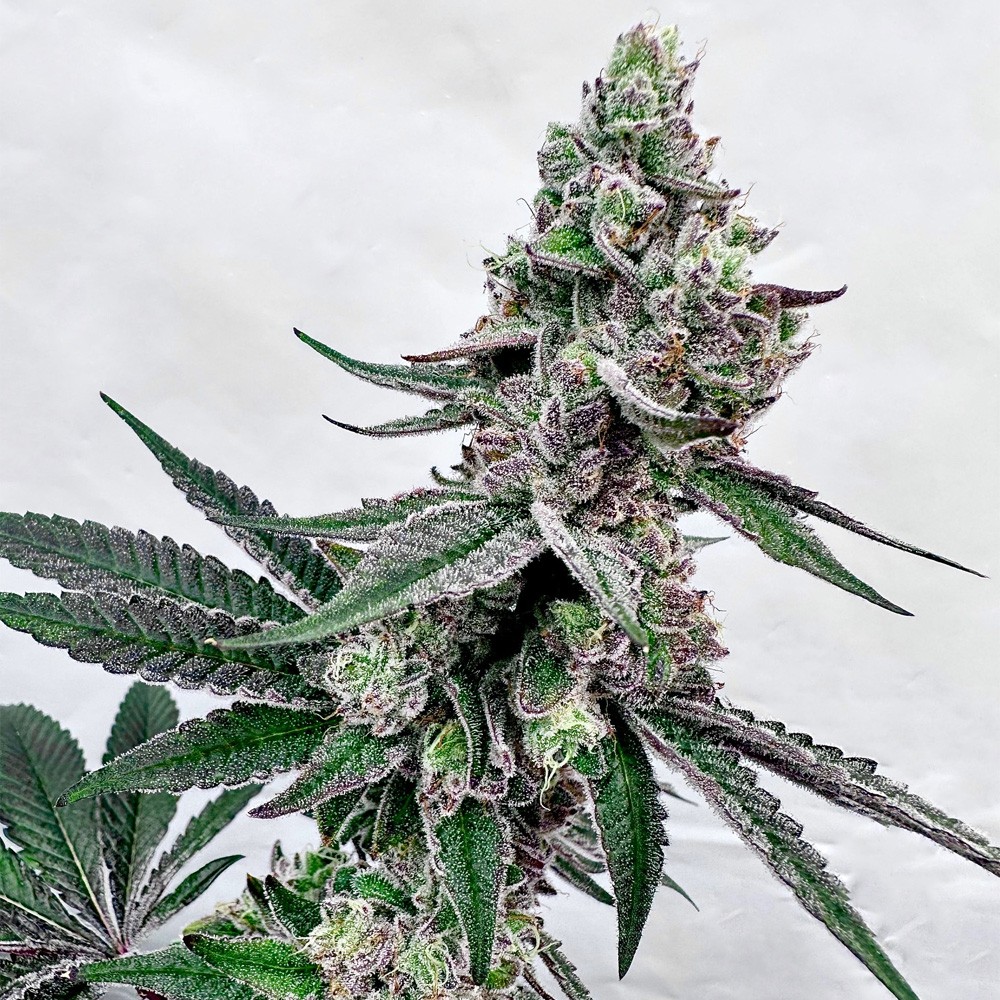 Twisted Terpz – Tropical Runtz x Grape Jubilee