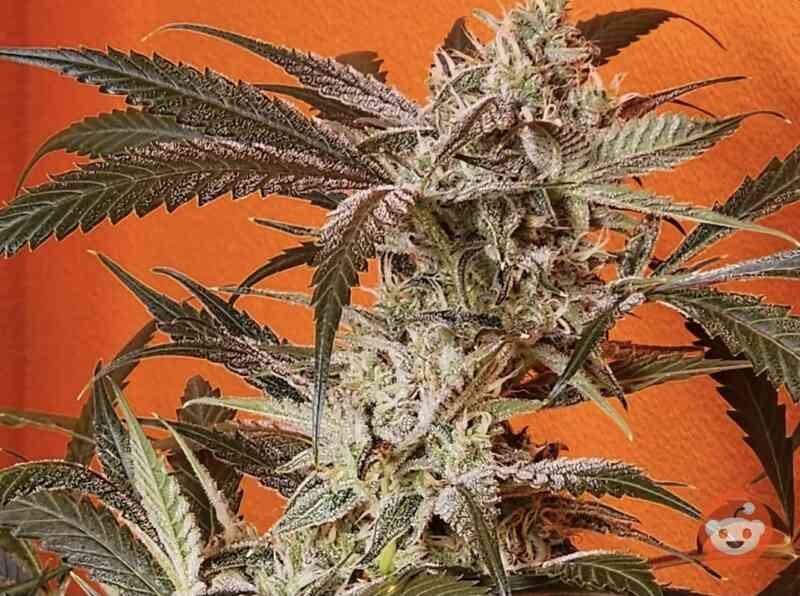 Vanilla Fizz F2 – (White Stomper V1 x Sour Hound) x Cosmic Queen] X (White Stomper V1 x Sour Hound) x Cosmic Queen)