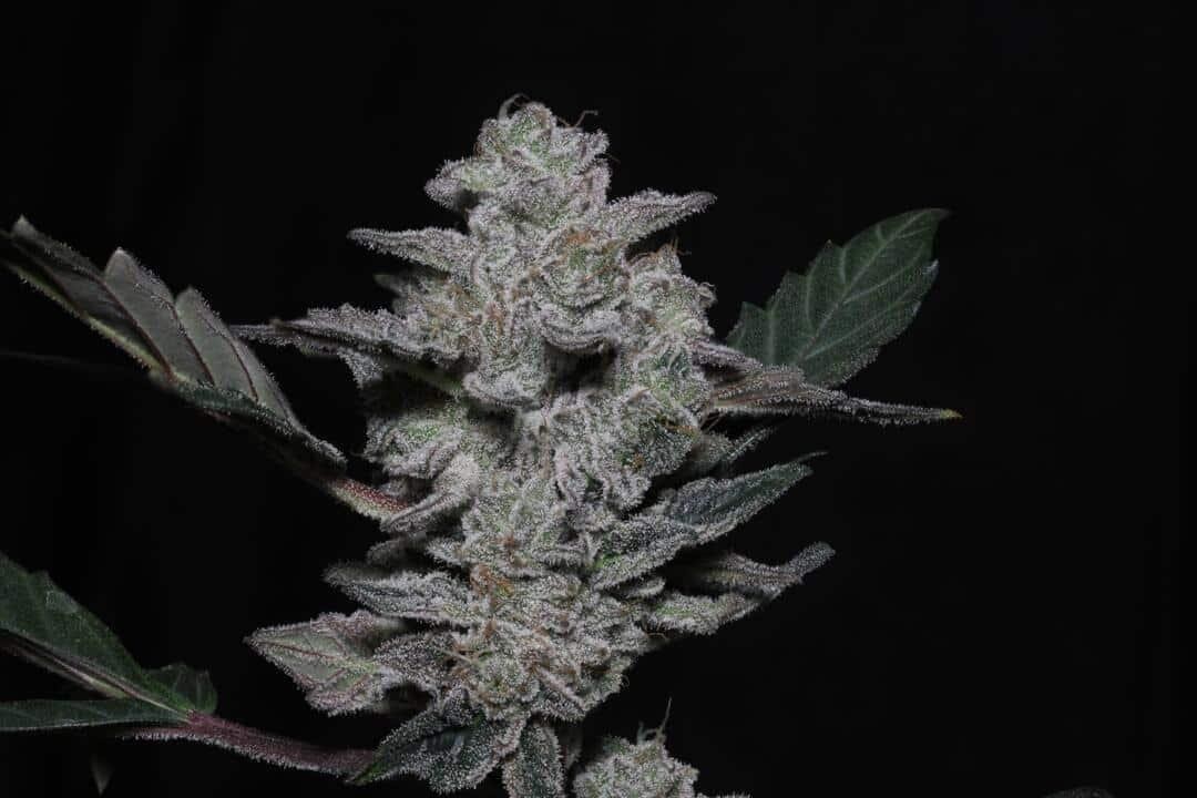 Vidamints – Mendo Cookies x Remedy