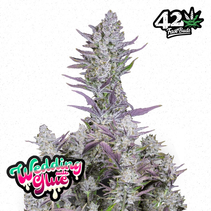 Wedding Glue Auto