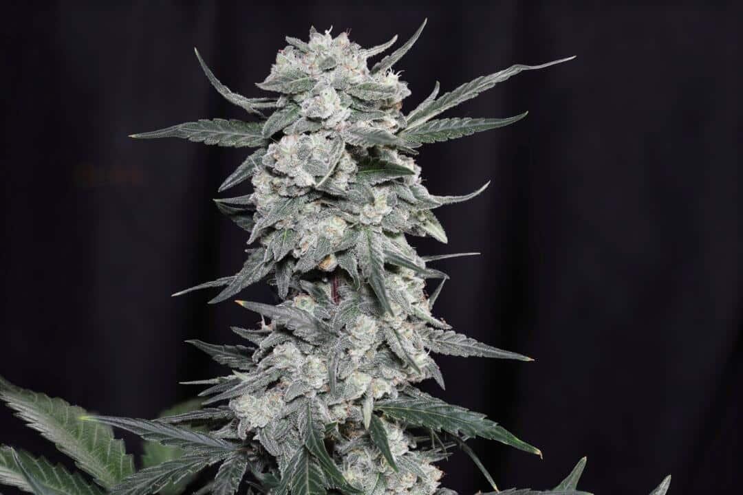 Whiskey Zulu – Watermelon Z (F4) x Trizzlers(F2)
