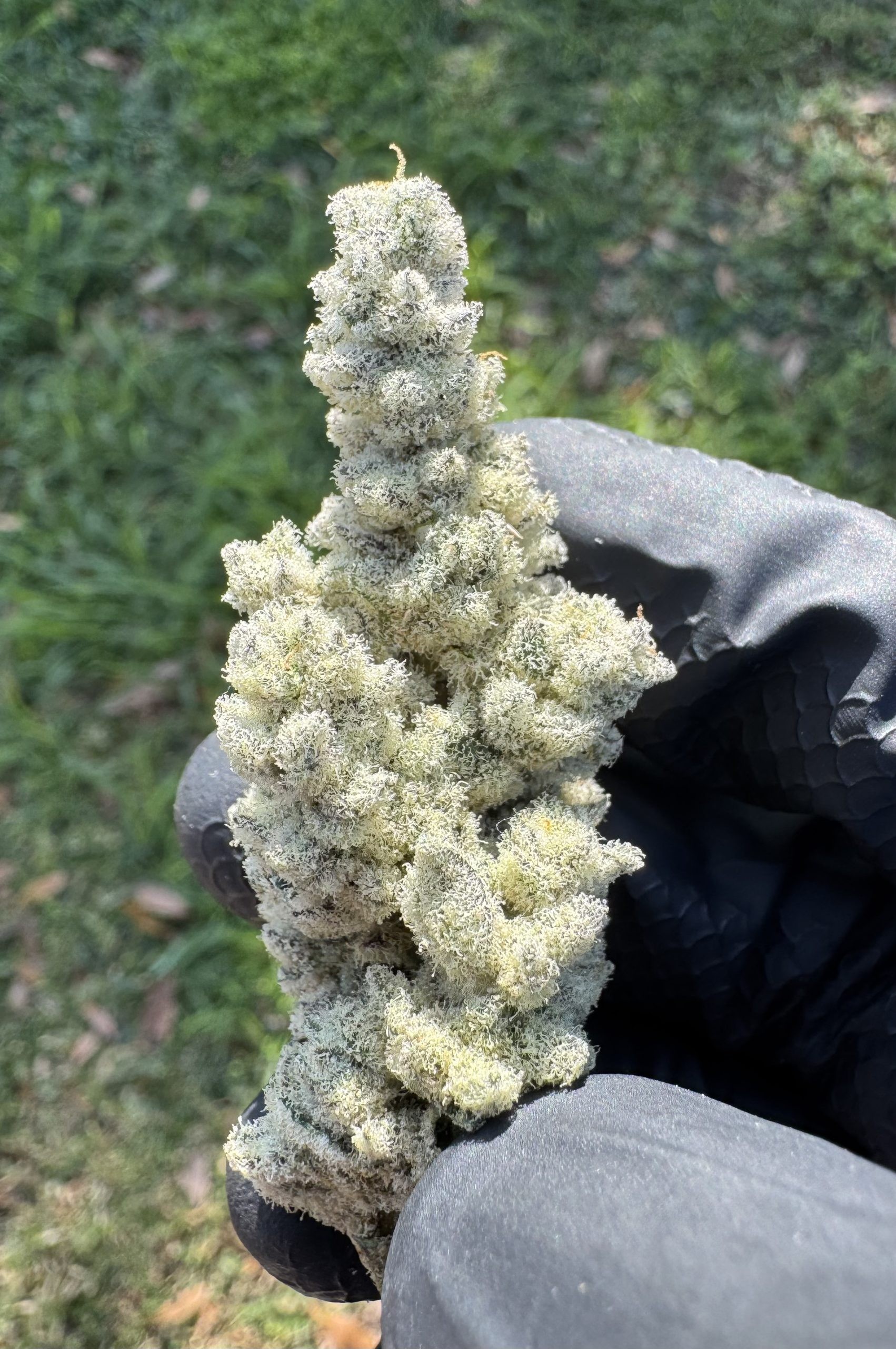 White Flamingo – Oklahoma Coma 20 x Scarface