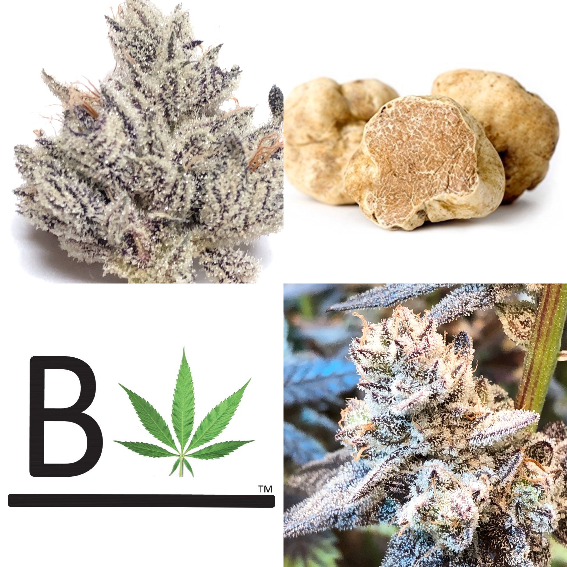 White Truffle RBX1 V1 – White Truffle x Truffaloha #1