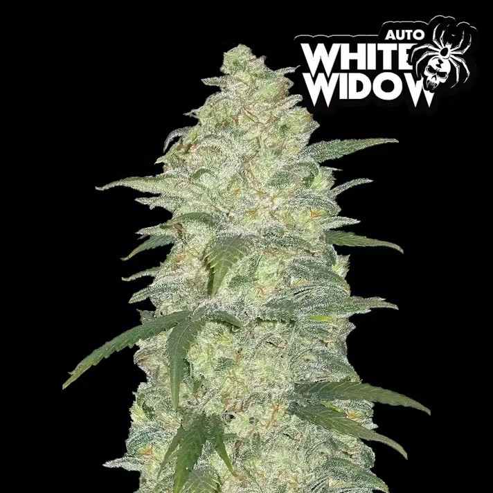 White Widow Auto