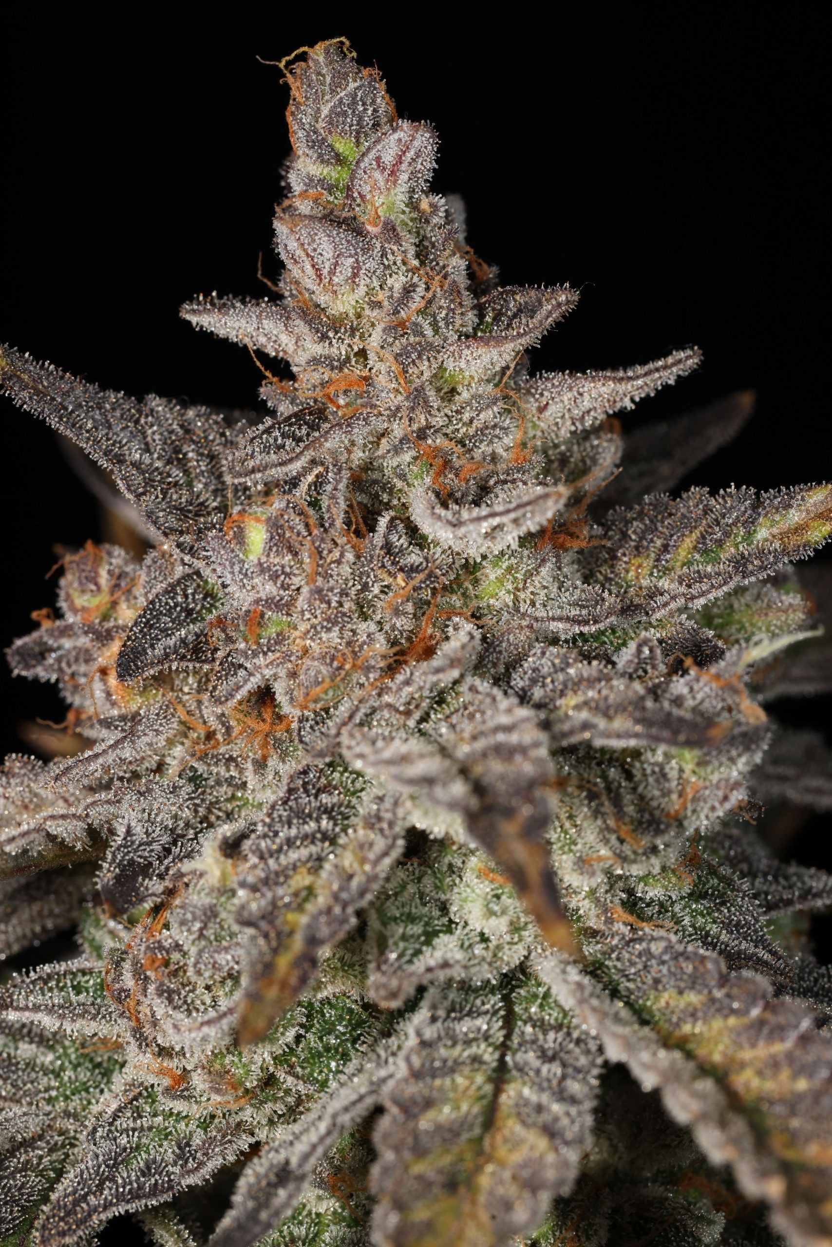 Ya Smell Me – Ya Hemi x Key Lime Pie