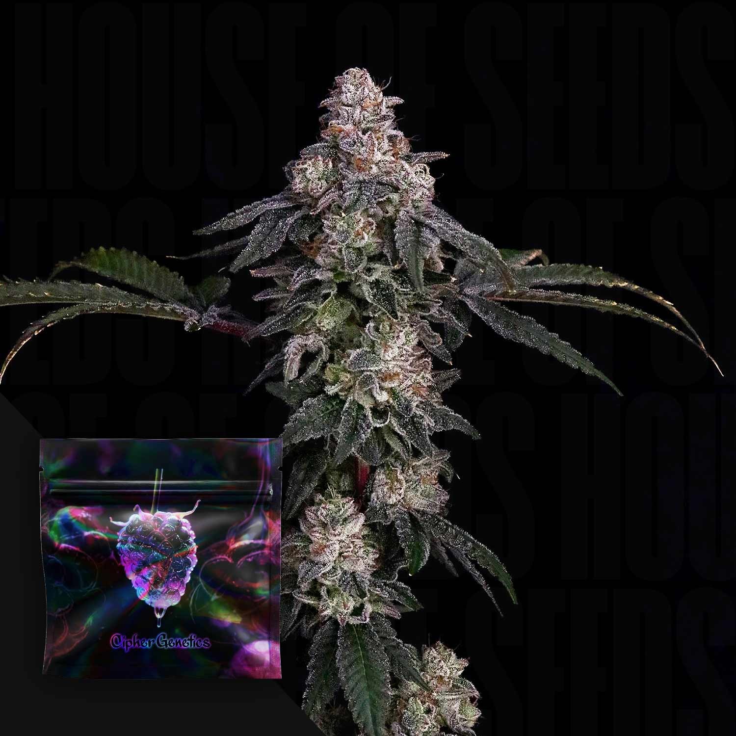 Zerrari – (Dulce De Uva x TMZ) x Blackberry Octane
