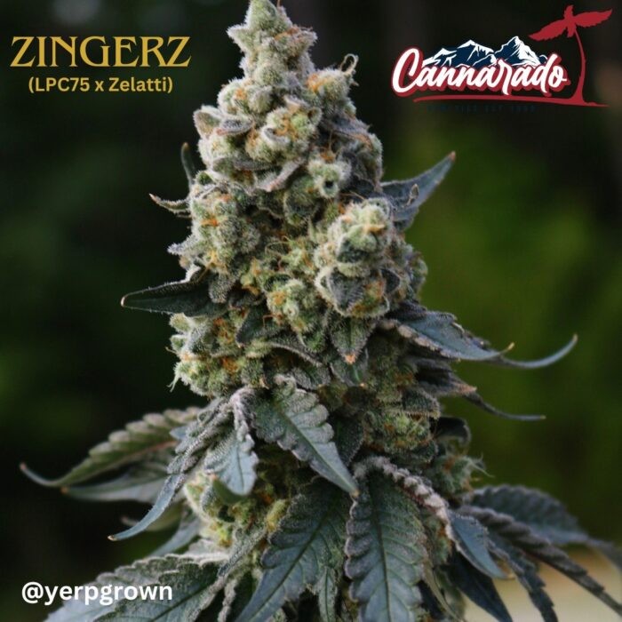 Zingerz – LPC75 x Zelatti