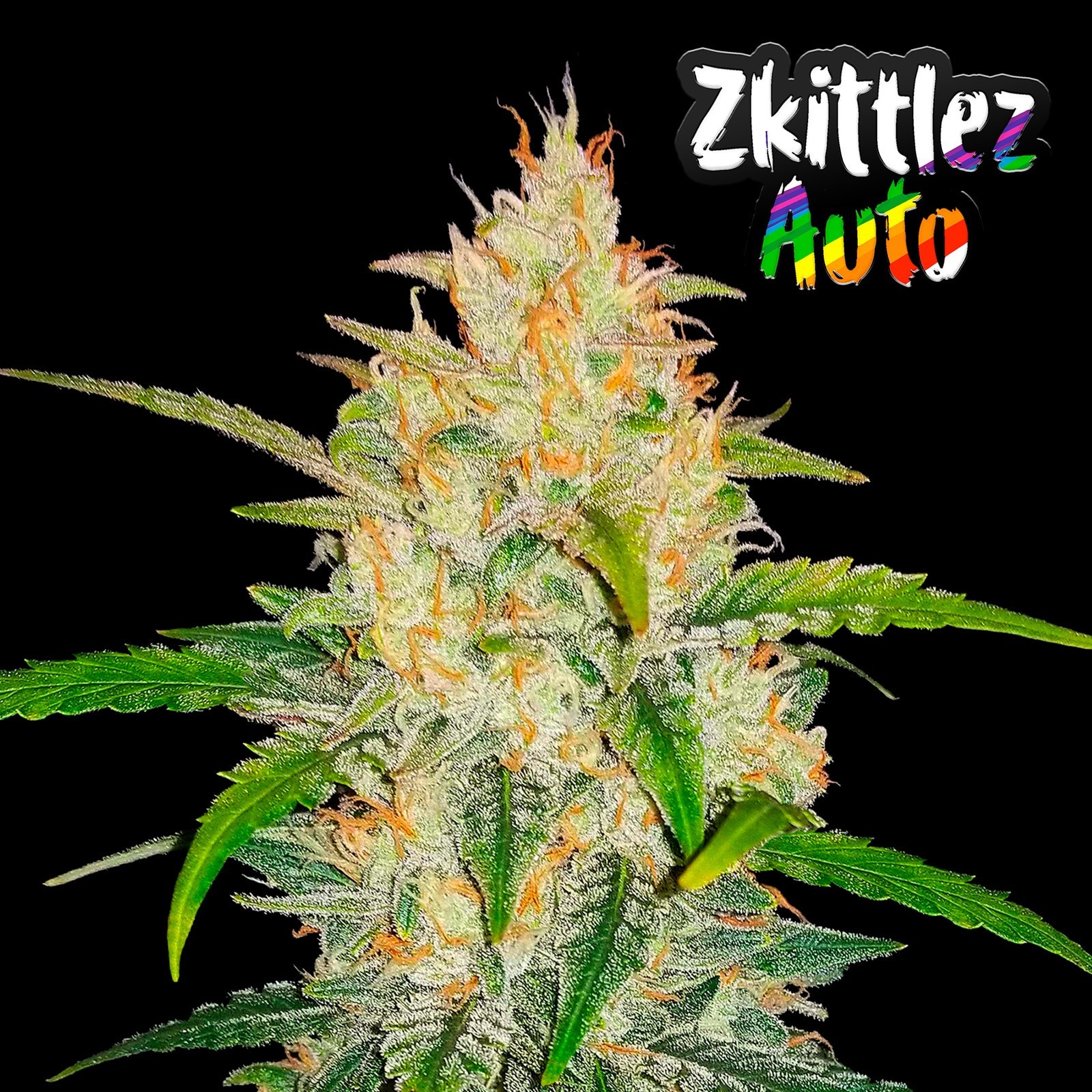 Zkittlez Auto (5 Pack)