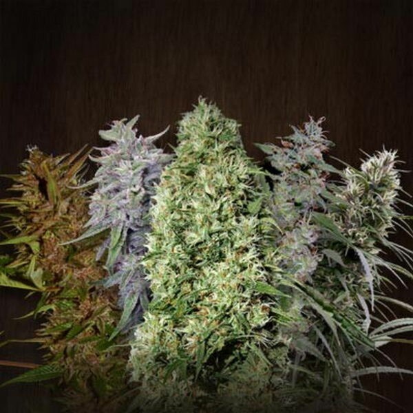 ACE Mix Feminized