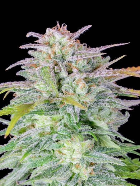 Afghan Kush Auto