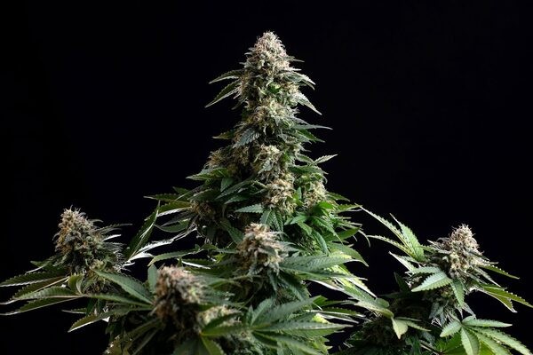 Amnesia Dream XL Auto