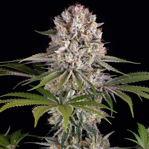 Amnesia Haze