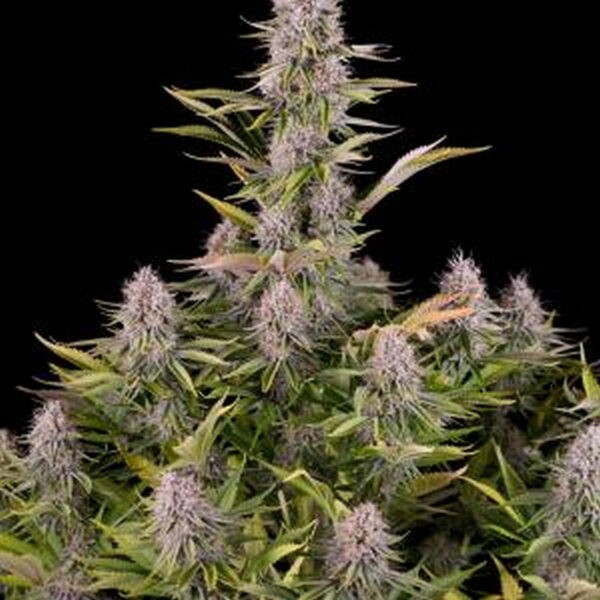 Amnesia Kush