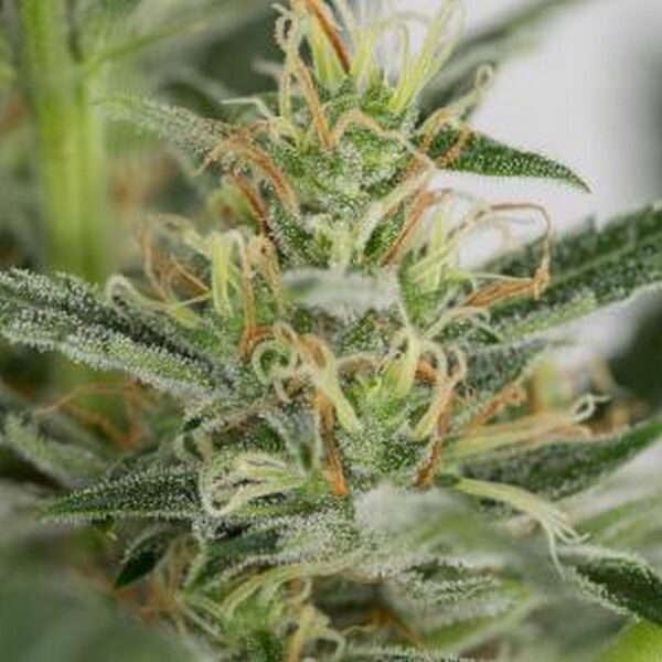 Amnesia XXL Autoflowering