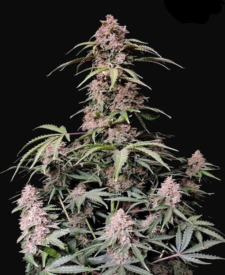 Amnesia Zkittlez Auto