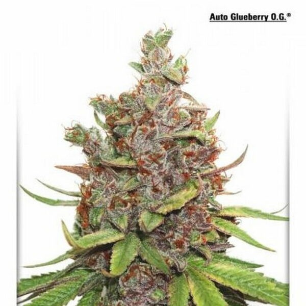 Auto Glueberry OG®