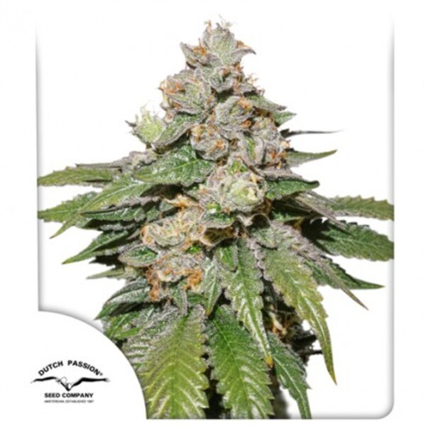 Auto Mokum’s Tulip®