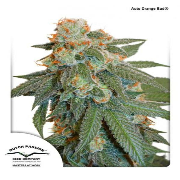 Auto Orange Bud®