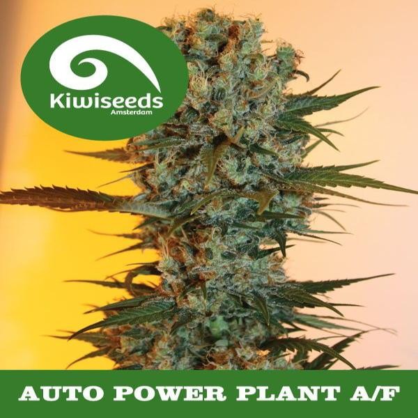 Auto Power Plant A/F