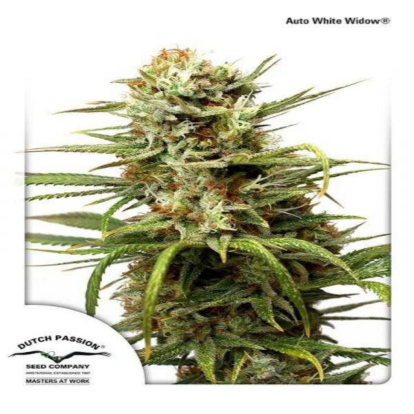 Auto White Widow®