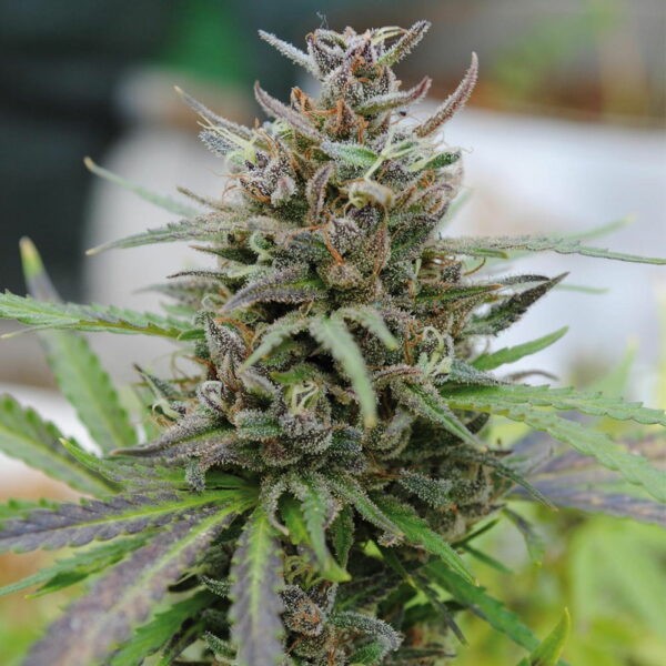 Baby Boom Auto