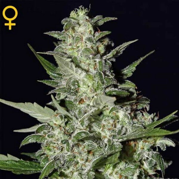 Big Bang Auto