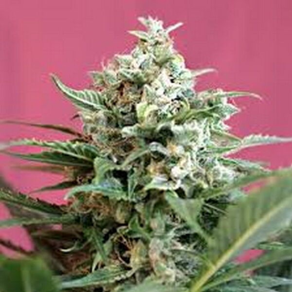 Big Devil XL Auto®