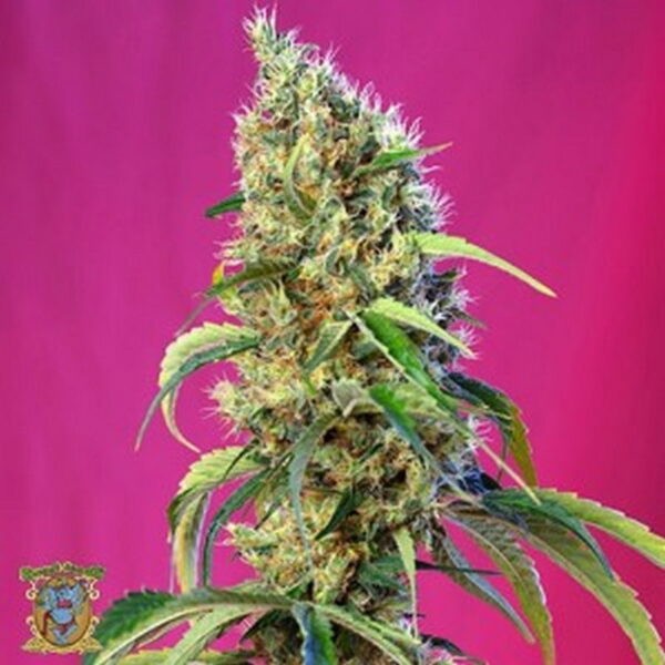 Black Jack CBD®