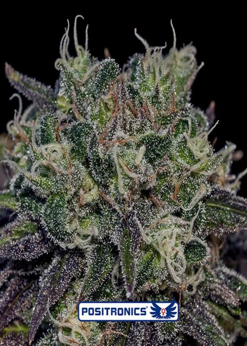 Black Widow