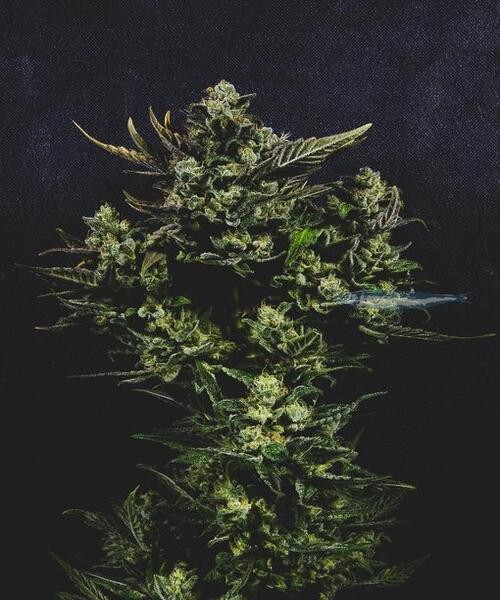 Blue Monsoon