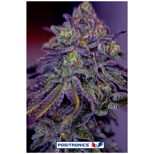 Blue Rhino