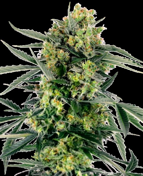 Blueberry Zkittlez Automatic