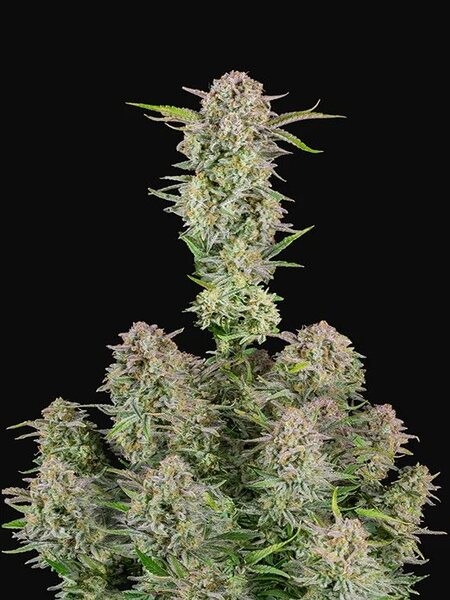 Bruce Banner Auto
