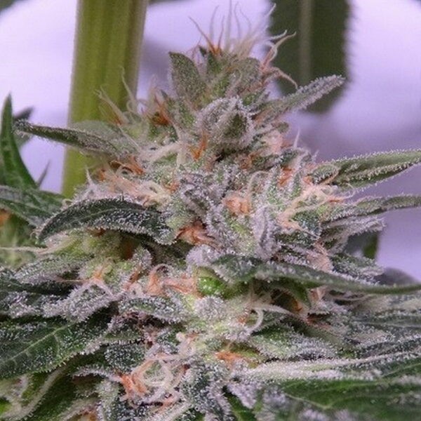 Bubba Hash Feminized