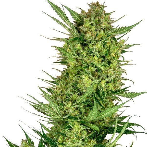 Buttercream Gelato Feminized