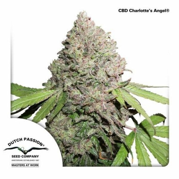 CBD Charlotte’s Angel®