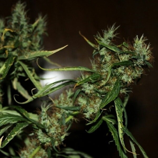 CBD Mango Haze