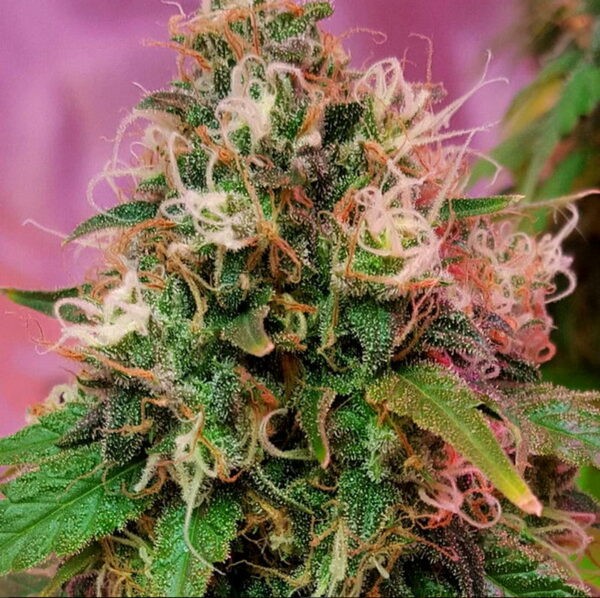 CBD OG Kush