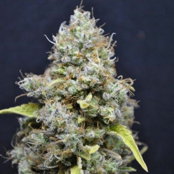 CBD Skunk Haze