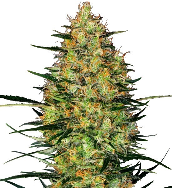 Caramellow Kush Automatic