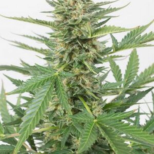 Cheese XXL Autoflowering