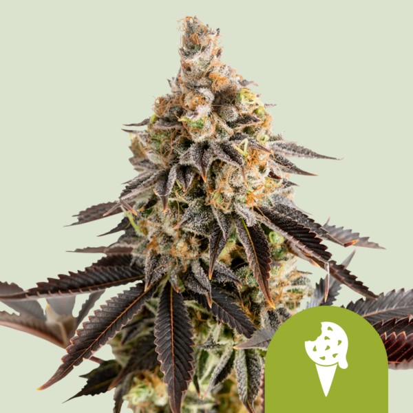 Cookies Gelato Auto