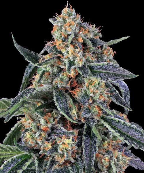 Cookies Kush