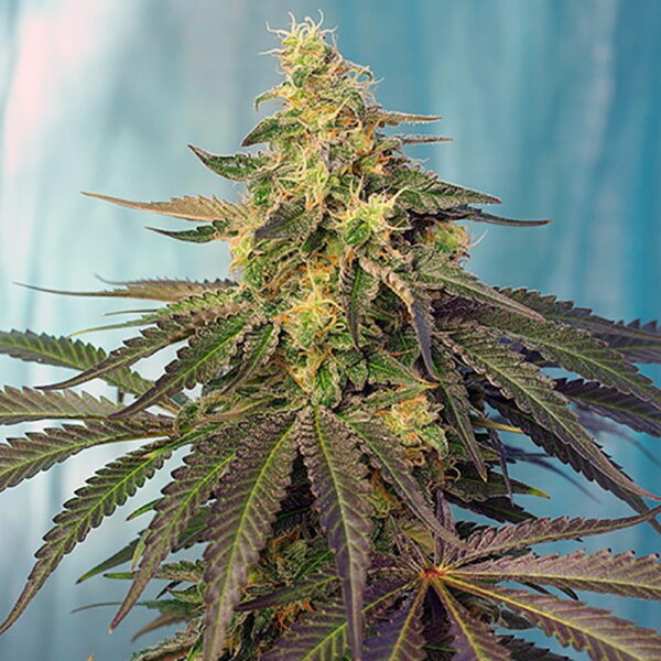 Cream Caramel CBD®