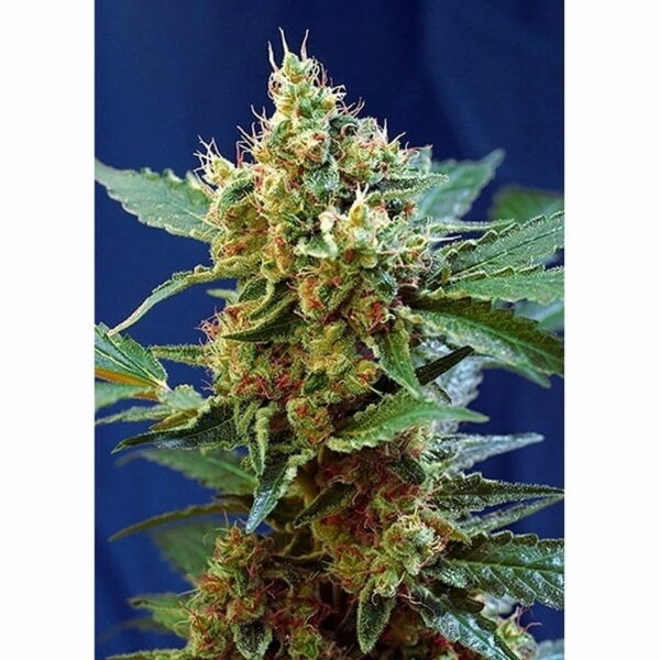 Cream Mandarine XL Auto®