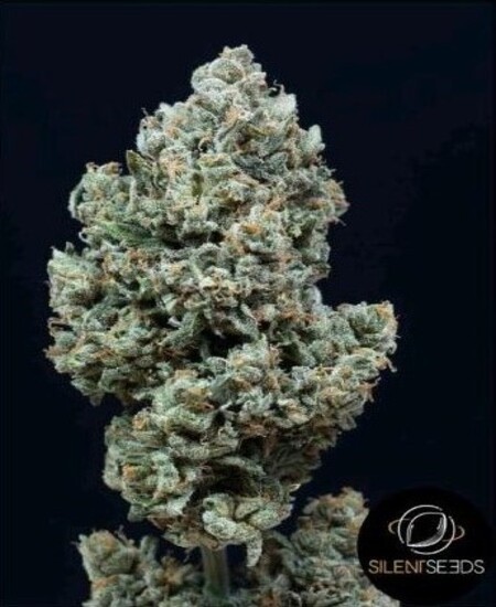 Critical + 2.0 Auto