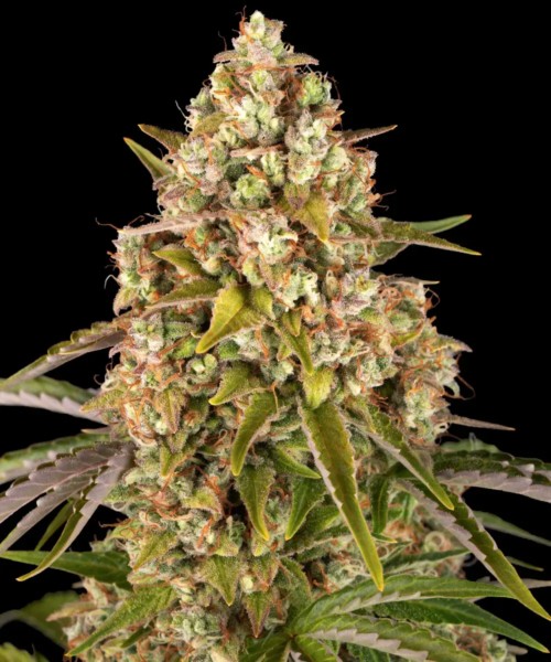 Critical Kush Auto