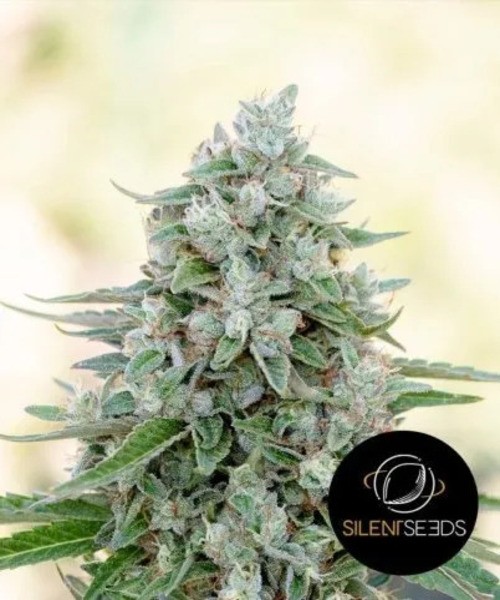 Critical Mango